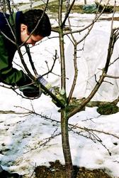 Обрезка-формировка плодовых деревьев