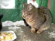 Бездомный котенок ищет хозяев!
