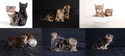 Котята,  скоттиш фол и скоттиш страйт