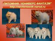 Шпиц японский Белоснежные щенки