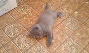 Шотландские вислоух. котята