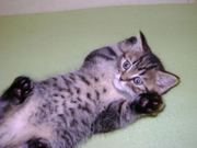 Продаю британского котика