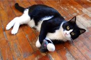 Очаровательная Маркиза согласна стать вашей кошкой!