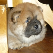 Чау-чау,  красный мальчик,  2 мес