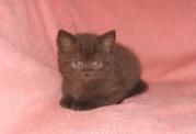 Шотландский котик