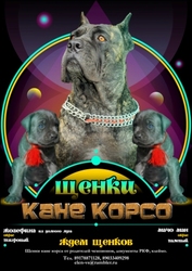 Ждем Щенков Кане Корсо