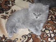 котенок-медвежонок-голубое облачко