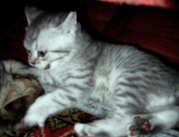 Британские котята ВИСКАС от титулованных производителей