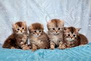 Котята редкой породы - АМЕРИКАНСКИЕ КЁРЛЫ