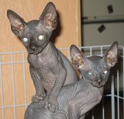 Продажа котят