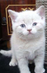 Продам британского котенка