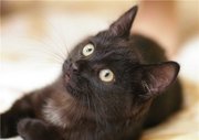 Отдам 3х месячных котят в добрые руки.