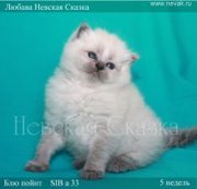 Котята невской голубоглазой!