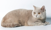 Скоттиш страйт котик  - вязка скоттиш фолд кошечек