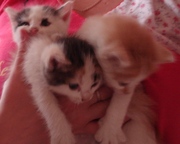 ОТДАМ МИЛЫХ КОТЯТ В ДОБРЫЕ РУКИ!!!