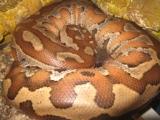 Продаётся короткохвостый пёстрый питон Python curtus 
