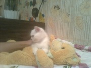 Британский котенок ищет себе хозяев