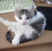 Отдам котенка