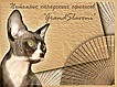 Продаются замечательные кошечки породы канадский сфинкс 