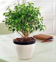 Продаю фикус,  кофейное дерево