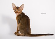 абиссинские котята окраса дикий и соррель