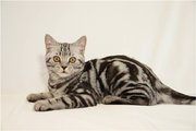 Шоу-ярмарка породистых котят