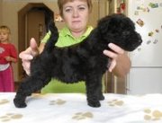 Щенки Лейкленд терьера