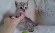 Британские котята