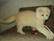 котятат шотландские вислоухие