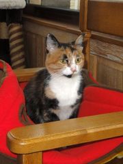 Котенок-девочка Тома