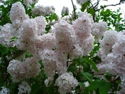 Сирень