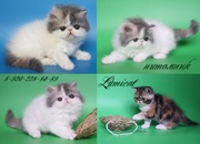 Персидские и экзотические котята.