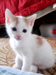 возьмите котят.срочно.