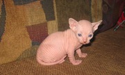 Сфинкс,  котята 