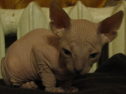 котенок донской сфинкс