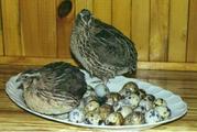 Продаю перепелов и инкубационные яица
