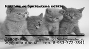 продаются настоящие британские котята