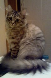Сибирские котята