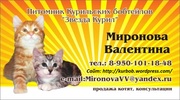 Котята Курильского бобтейла (г. Иркутск)