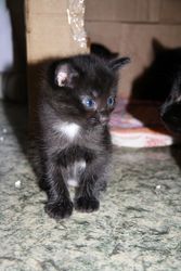 Отдадим черную кошечку