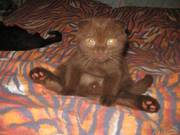 Продаются котята Скоттиш-фолд (шотландская вислоухая). 