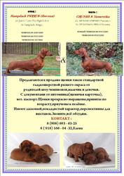 Щенки таксы от питомника