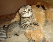 Шотландские котята фолды и страйты. Мальчики.