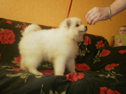 Продаются щенки самоеда