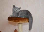 Британская кошечка голубого окраса