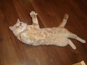 ПРИГЛАШАЕМ НА ВЯЗКУ КОШЕЧЕК СКОТТИШ-ФОЛД