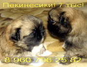 Пекинеса   щенулечки