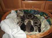 Британские котята короткошерстные