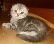 Британские короткошерстные котята
