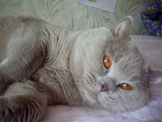 ВЯЗКА! британский лиловый котик приглашает кошечек